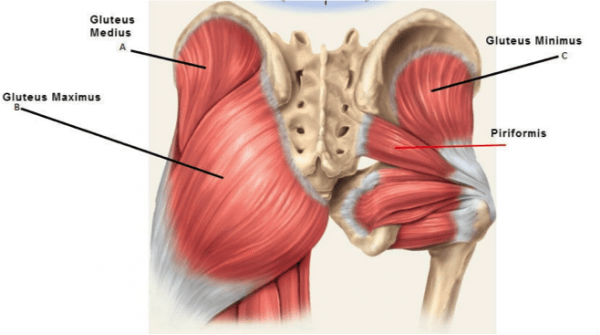 Gluteal Tendinopathy Peak Physio